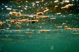 L'alga tossica Ostreopsis ovata