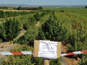 Viterbo - Guardia di finanza - La piantagione sequestrata prima della distruzione