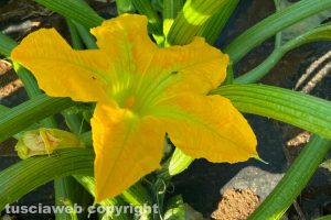 Fiori di zucca