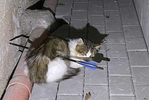 Bergamo - Gatto ucciso trafitto da una freccia