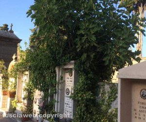 Viterbo - Pianta di fichi su una tomba al cimitero S. Lazzaro