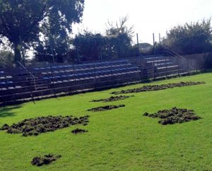 Bassano in Teverina - Il campo rovinato dai cinghiali