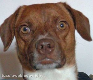 Viterbo - Il cane ' Jojo'