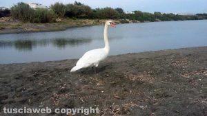 Tarquinia - Un cigno alla foce del fiume Marta
