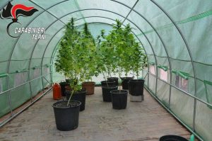 Amelia - Carabinieri - Le piante di canapa sequestrate