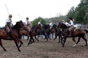 Canino - Mostra del cavallo maremmano