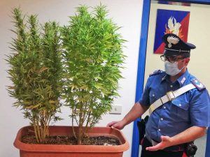 Passo Corese - La marijuana sequestrata dai carabinieri