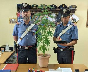 Cantalice - Carabinieri - La pianta di marijuana sequestrata