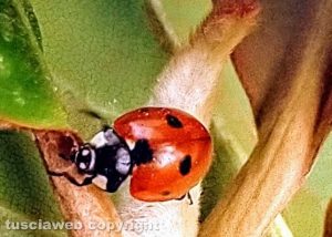 Una coccinella