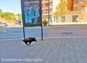 Viterbo - I cinghiali di via Genova