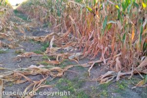 Viterbo - Un campo rovinato dai cinghiali