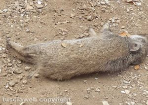 Capranica - Il corpo di un cinghiale morto