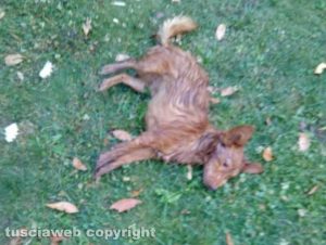 Capranica - Uno dei due cagnolini messi in salvo