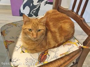 Viterbo - Il gatto Henry