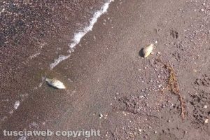 Marta - Pesci morti al lago di Bolsena