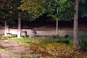 Viterbo - Cinghiali in via Monte Cervino