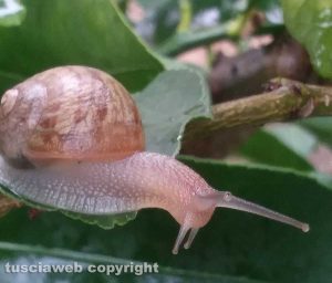 Chiocciola