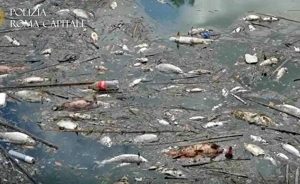 Tevere - Moria di pesce