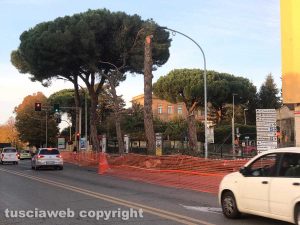 Tagliati i pini marittimi di porta Romana