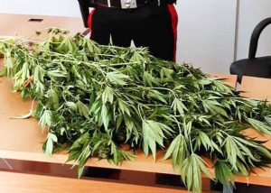 Pescorocchiano - Piante di cannabis sequestrate dai carabinieri