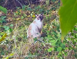 Qualcuno riconosce questo gatto?