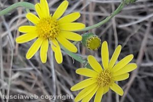 Senecio