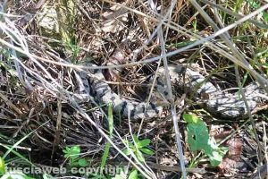 Tuscania - Una vipera