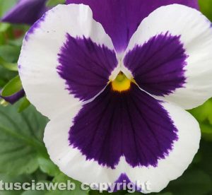 Bassano Romano - Pansè