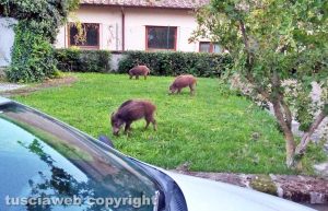 Viterbo - Cinghiali dentro alla facoltà di Economia