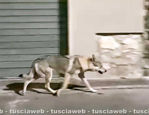 Orte Scalo - Il cane scambiato per lupo