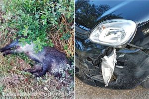 Marta - Cinghiale investito da un'auto