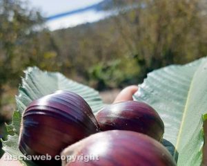 Caprarola - Castagne sullo sfondo del lago di Vico
