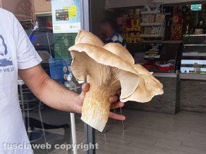 Vetralla - Un fungo ferlengo da 1,5 chili