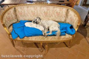 Il cane di Francesco Iacarelli