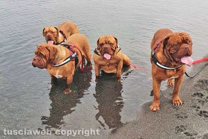 Famiglia di Dogue de Bordeaux al lago di Bolsena