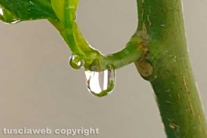Una goccia di pioggia tra i rami di un limone