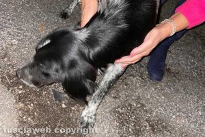 Viterbo - Il cane trovato in località Ponte di Cetti