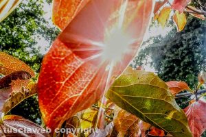 I colori dell'autunno