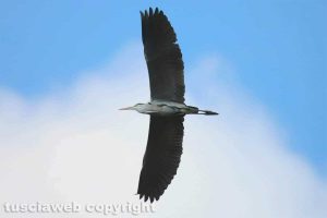 Airone cenerino in volo sul lago di Bolsena