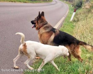 Vignanello - I cani lungo la strada