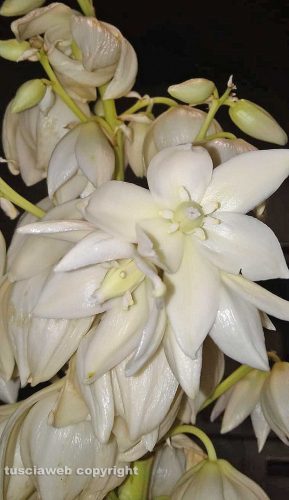 Fiore di yucca