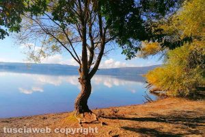 L'albero sul lago di Vico
