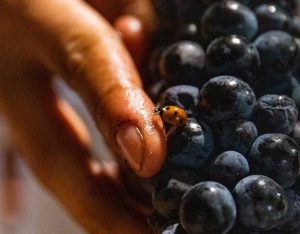 Azienda biologica Trebotti