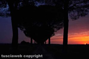 Un viale di pini marittimi che con le loro chiome formano un cuore