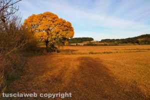 Campagna viterbese