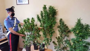 Viterbo - Carabinieri - Coltivava 8 piante di marijuana sul terrazzo