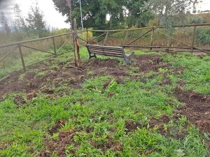 Bassano in Teverina - Cinghiali devastano i giardini pubblici