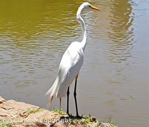 Trampoliere brasiliano