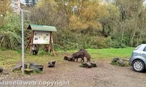 Viterbo - Cinghiali a via Genova