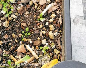 Viterbo - Sigarette nelle fioriere a via Marconi